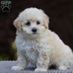 Baxter, Bich-Poo Puppy